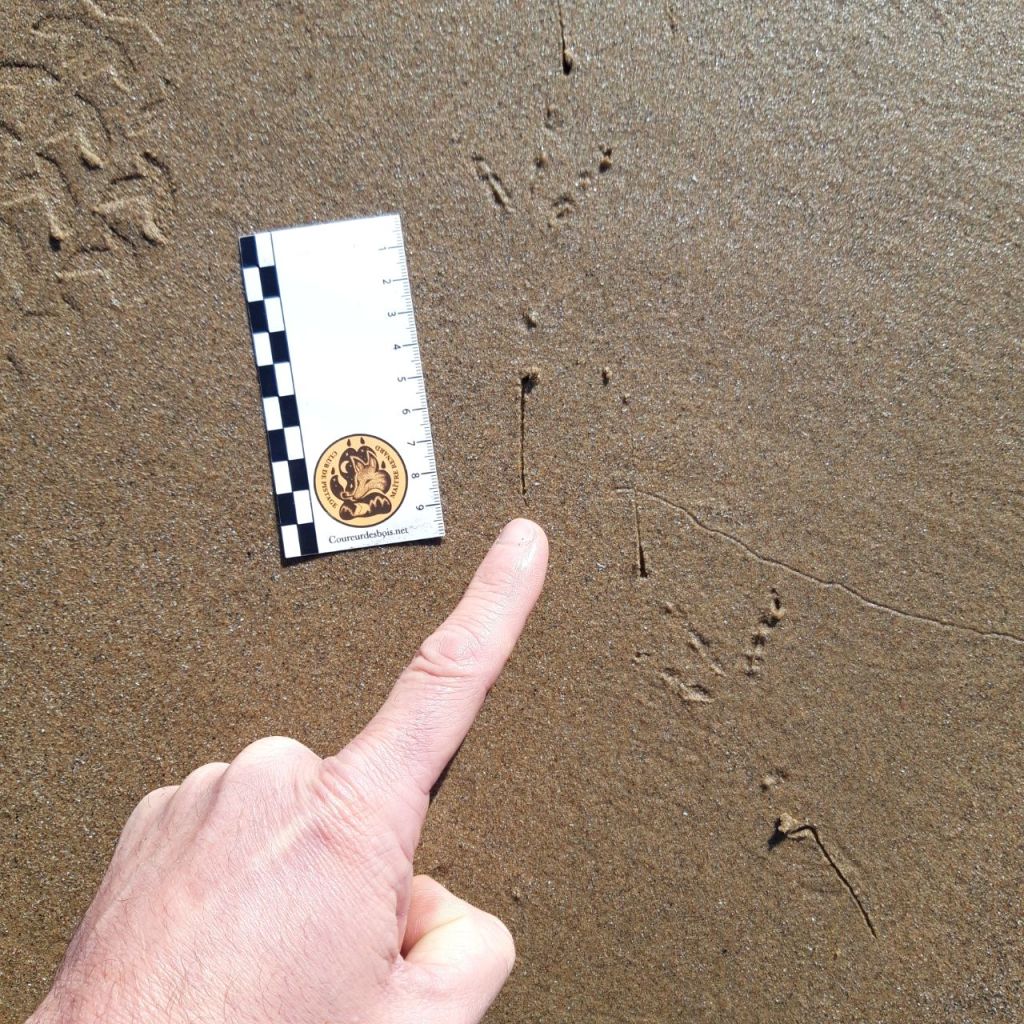 empreintes de ... corneille !