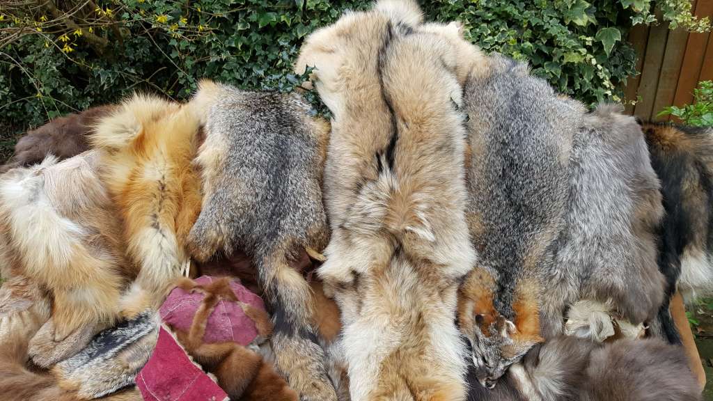 Cette image a un attribut alt vide ; le nom du fichier est fourruresweb.jpg